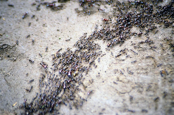 южноамериканские тропические муравьи