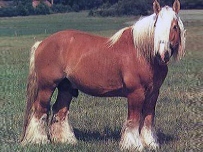 Ютландская лошадь