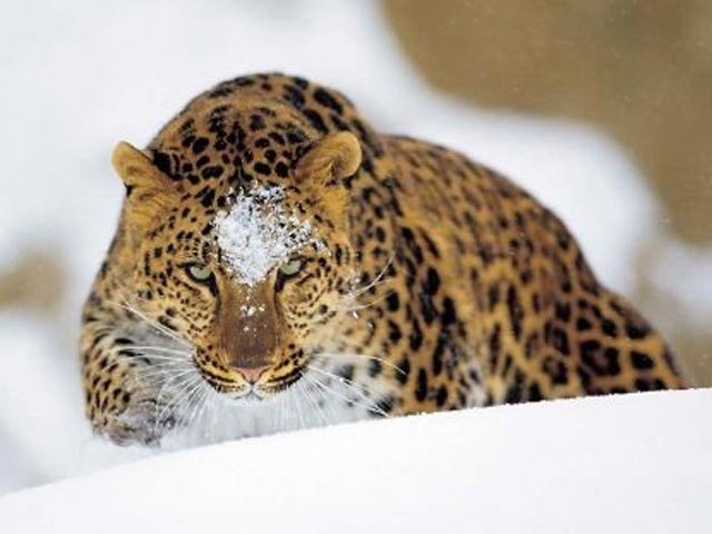Леопард амурский