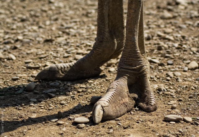 Нога страуса
