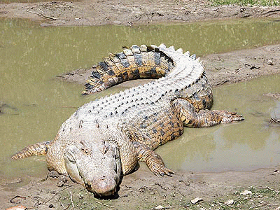 Гребнистый крокодил 