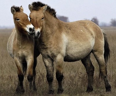 Лошадь Пржевальского (Equus ferus przewalskii)