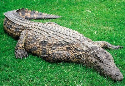 Крокодил острорылый (Crocodylus acutus)