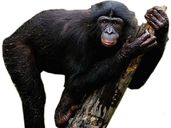 Шимпанзе карликовый