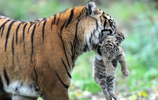 тигр и тигренок