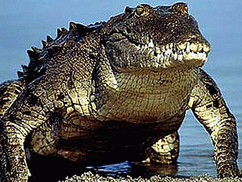 Австралийский пресноводный крокодил