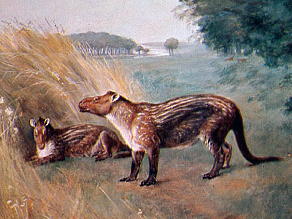 Рисунок древних животных кондилартров