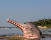 Дельфин амазонский