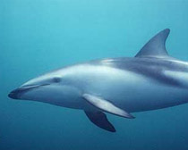 Дельфин атлантический белобокий
