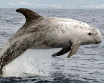 Дельфин серый