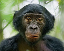 Шимпанзе карликовый