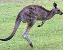 Серый кенгуру