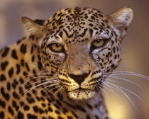 Леопард аравийский