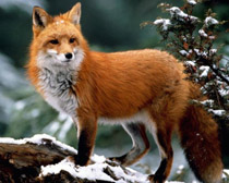 Рыжая лисица