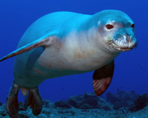 Тюлень-монах гавайский