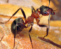 Бродячий муравей