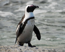 Пингвин очковый