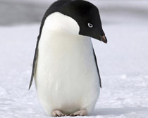 Пингвин Адели
