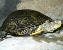 Черепаха болотная европейская