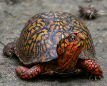 Каролинская кожистая черепаха