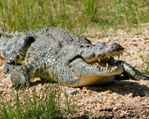 Крокодил нильский