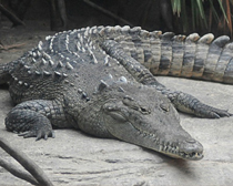 Крокодил острорылый