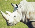 Носорог индийский