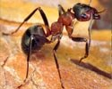 Бродячий муравей