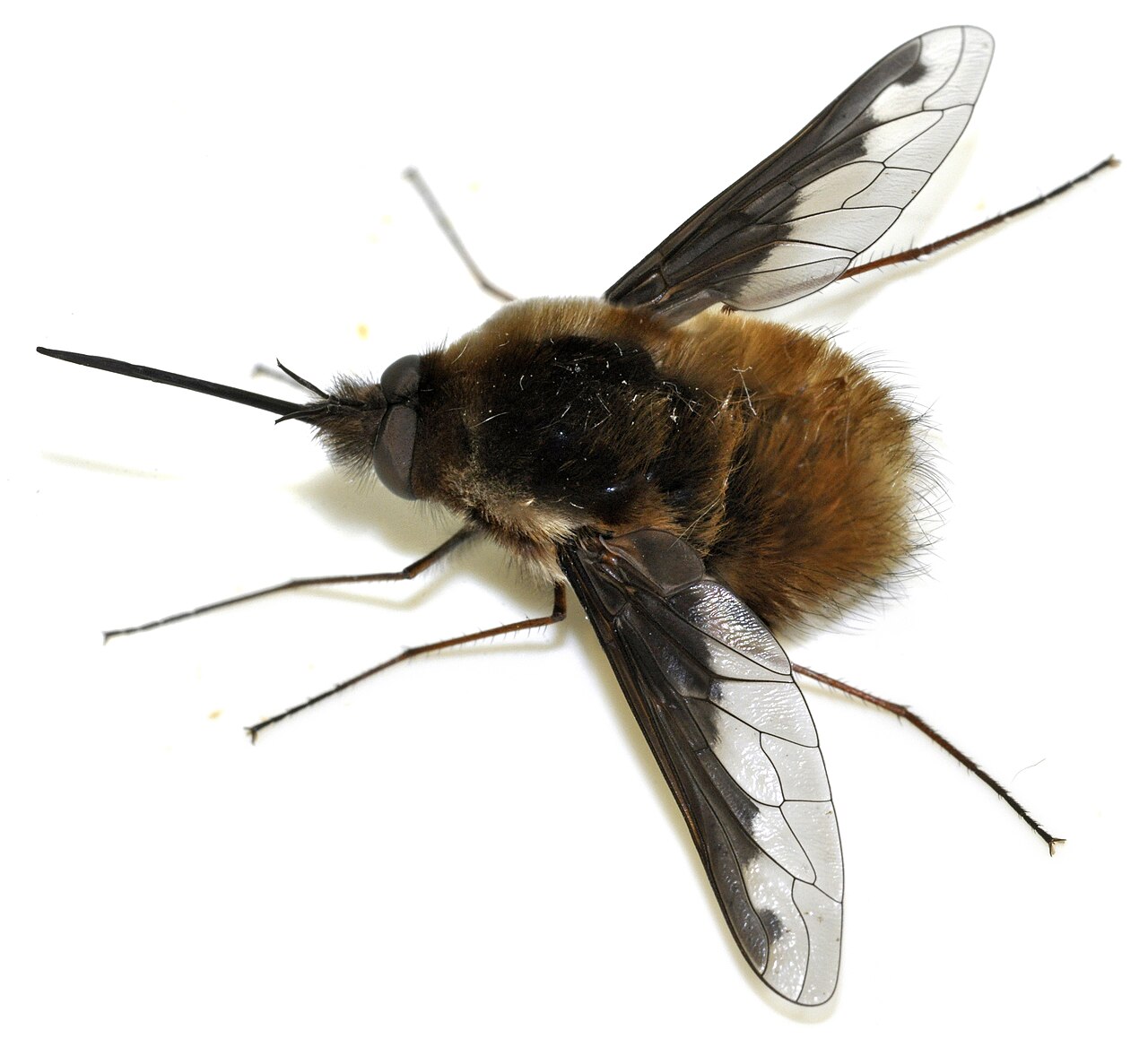Большое жужжало Bombylius major с длинным хоботком