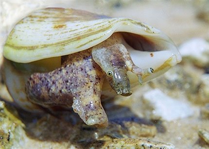 Раковина в виде башенки у моллюсков