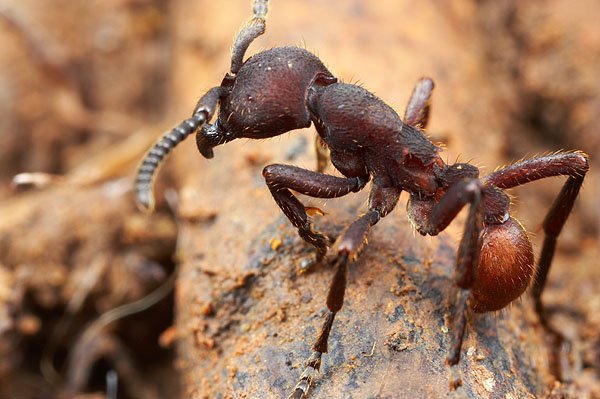 Бродячие муравьи