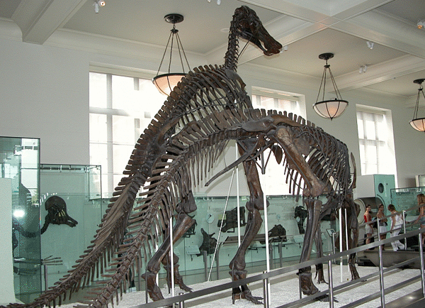 Анатозавр 