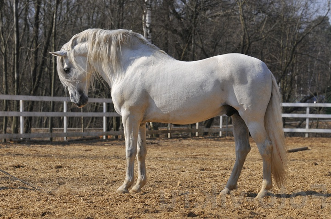 андалузская лошадь