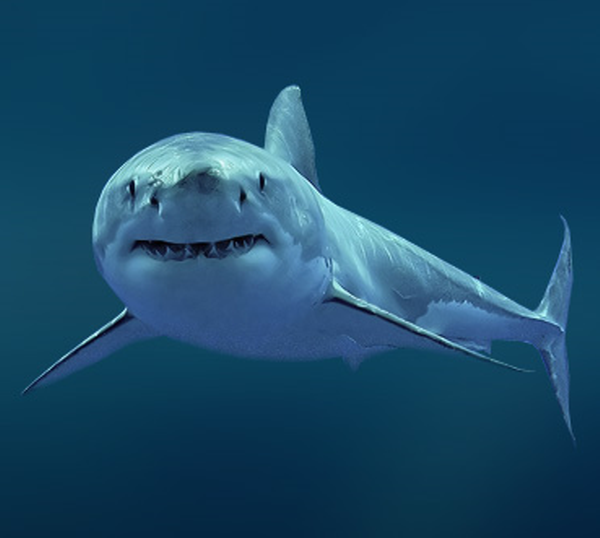 белая акула
