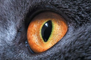 кошкин глаз
