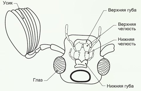 Строение головы жука