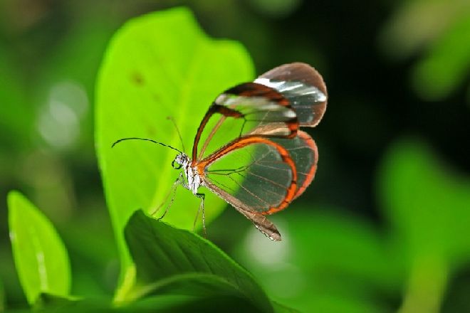 Бабочка Грета Ото