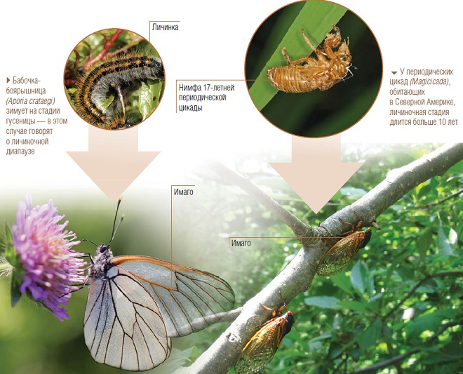 Жизненный цикл насекомых