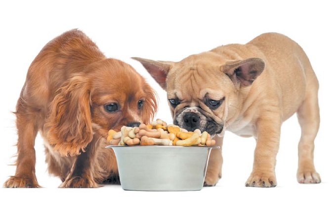 Подбирайте корм собаке строго индивидуально