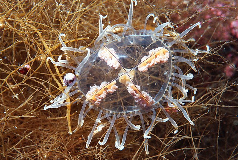 медуза крестовик 