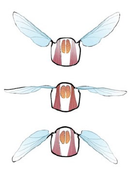 Крылья насекомых