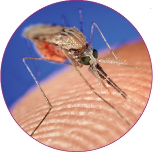 Самка малярийного комара