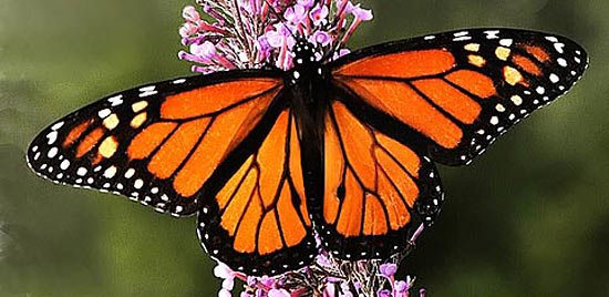 бабочки-монархи
