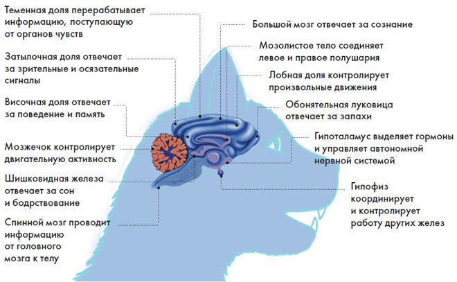 Строение и функции головного мозга кошки