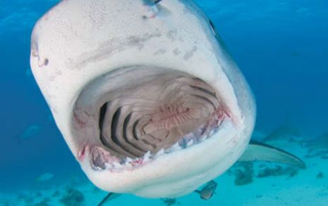 БТигровая акула