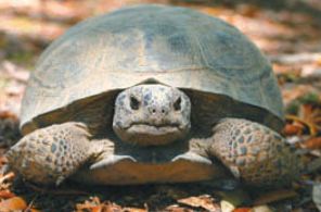 Черепаха-землекоп
