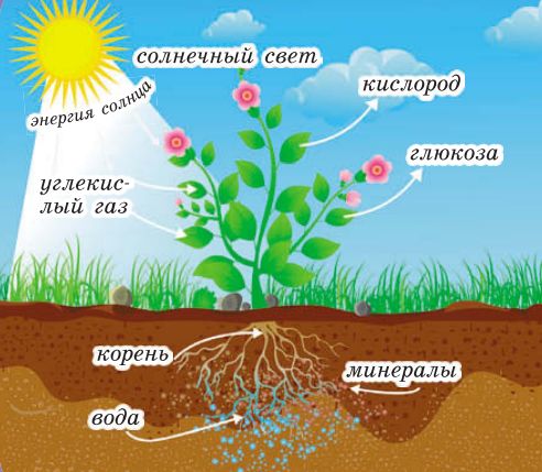 Фотосинтез в растении
