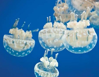 озерные медузы
