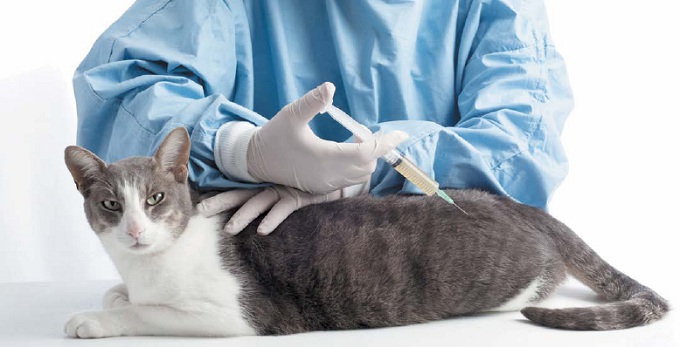 прививка для кошки