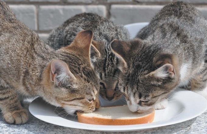 кошки едят хлеб